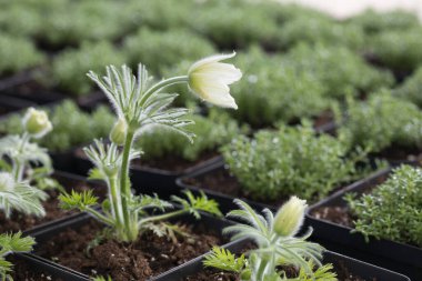 Genç yeşil bitkiler. Baharda terasta tohumlar. Çiçek fideleri. Küçük yeşil bitki fidanı
