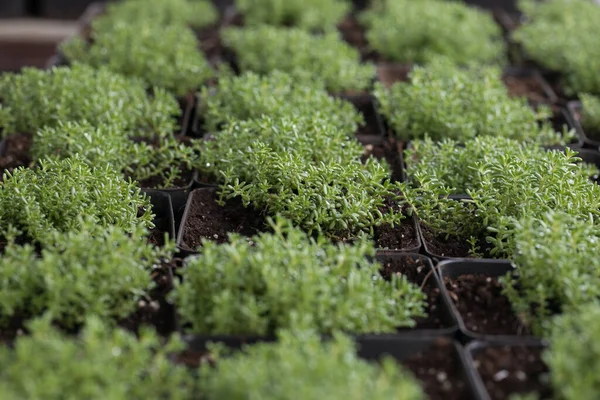 Genç Yeşil Bitkiler Baharda Terasta Tohumlar Çiçek Fideleri Küçük Yeşil — Stok fotoğraf
