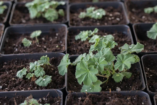 Jeunes Plantes Vertes Les Semis Printemps Sur Terrasse Des Plantules — Photo