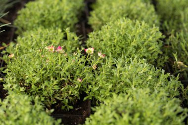 Genç yeşil bitkiler. Baharda terasta tohumlar. Çiçek fideleri. Küçük yeşil bitki fidanı