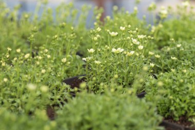 Genç yeşil bitkiler. Baharda terasta tohumlar. Çiçek fideleri. Küçük yeşil bitki fidanı