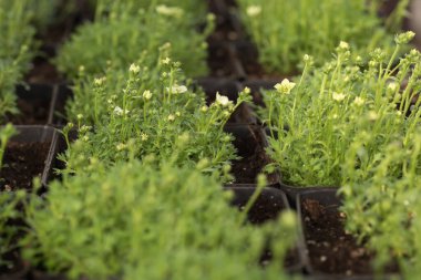Genç yeşil bitkiler. Baharda terasta tohumlar. Çiçek fideleri. Küçük yeşil bitki fidanı