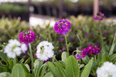 Genç yeşil bitkiler. Baharda terasta tohumlar. Çiçek fideleri. Küçük yeşil bitki fidanı
