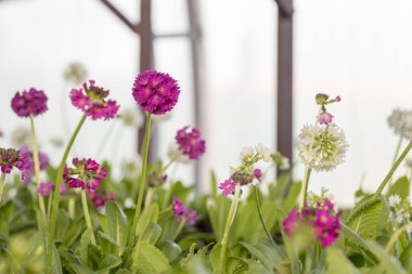 Genç yeşil bitkiler. Baharda terasta tohumlar. Çiçek fideleri. Küçük yeşil bitki fidanı