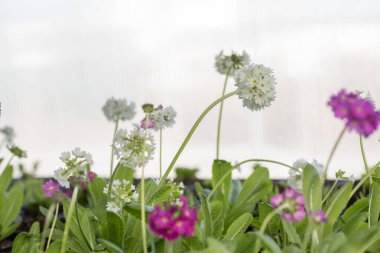 Genç yeşil bitkiler. Baharda terasta tohumlar. Çiçek fideleri. Küçük yeşil bitki fidanı