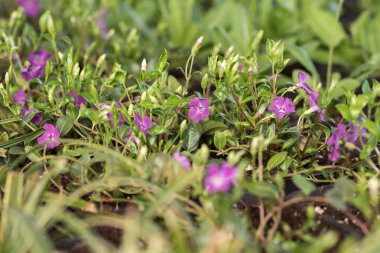 Genç yeşil bitkiler. Baharda terasta tohumlar. Çiçek fideleri. Küçük yeşil bitki fidanı