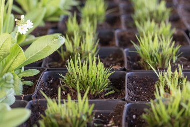 Genç yeşil bitkiler. Baharda terasta tohumlar. Çiçek fideleri. Küçük yeşil bitki fidanı