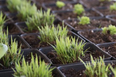 Genç yeşil bitkiler. Baharda terasta tohumlar. Çiçek fideleri. Küçük yeşil bitki fidanı