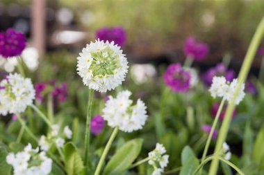 Genç yeşil bitkiler. Baharda terasta tohumlar. Çiçek fideleri. Küçük yeşil bitki fidanı