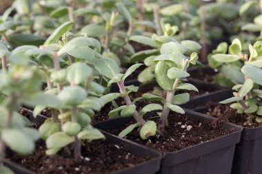 Genç yeşil bitkiler. Baharda terasta tohumlar. Çiçek fideleri. Küçük yeşil bitki fidanı