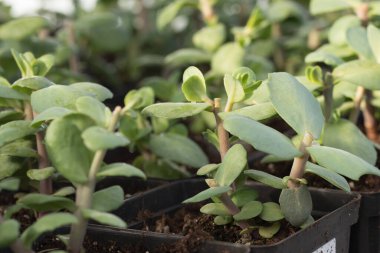 Genç yeşil bitkiler. Baharda terasta tohumlar. Çiçek fideleri. Küçük yeşil bitki fidanı