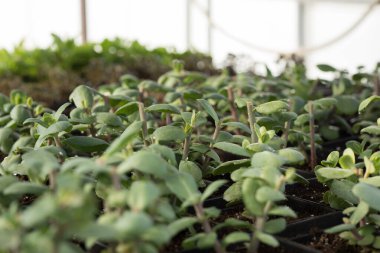 Genç yeşil bitkiler. Baharda terasta tohumlar. Çiçek fideleri. Küçük yeşil bitki fidanı