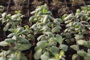 Genç yeşil bitkiler. Baharda terasta tohumlar. Çiçek fideleri. Küçük yeşil bitki fidanı