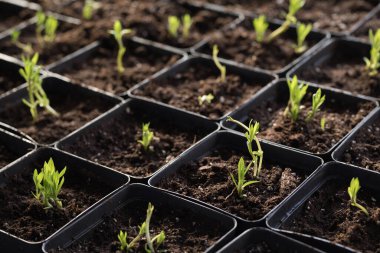 Genç yeşil bitkiler. Baharda terasta tohumlar. Çiçek fideleri. Küçük yeşil bitki fidanı