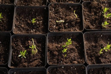 Genç yeşil bitkiler. Baharda terasta tohumlar. Çiçek fideleri. Küçük yeşil bitki fidanı