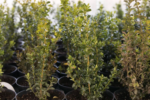 Plantas Verdes Jóvenes Plántulas Primavera Terraza Plántulas Flores Plántulas Plantas — Foto de Stock