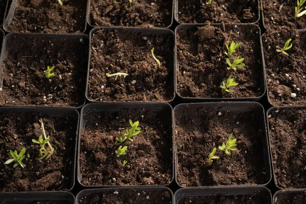 Jovens Plantas Verdes Mudas Primavera Terraço Mudas Flores Pequenas Mudas — Fotografia de Stock