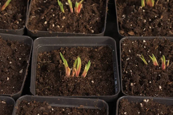Young Green Plants Seedlings Spring Terrace Flower Seedlings Small Green — Stock Photo, Image