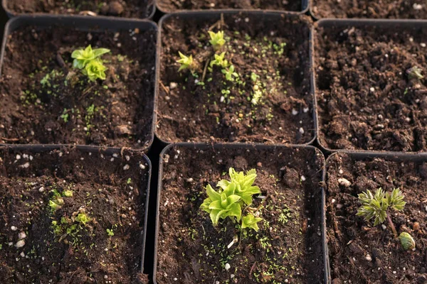 Jovens Plantas Verdes Mudas Primavera Terraço Mudas Flores Pequenas Mudas — Fotografia de Stock