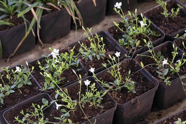 Unga Gröna Växter Plantor Våren Terrassen Blomplantor Små Gröna Plantor — Stockfoto