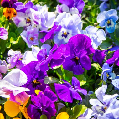 Çiçek açan karışık çiçekler, sarılar, beyazlar, morlar, maviler, hanım evlatları tam kare çiçekler