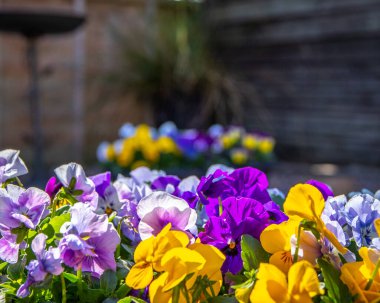 Çiçekler çiçek, sarılar, beyazlar, morlar, maviler, nonoşlar koyu arkaplan