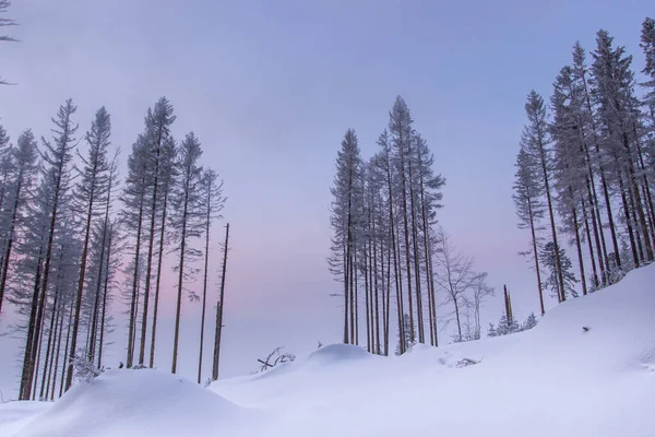 Majestic landscape in the cold winter evening. Snowy countryside. Frozen trees. Trees under snow. Winter background. Winter landscape