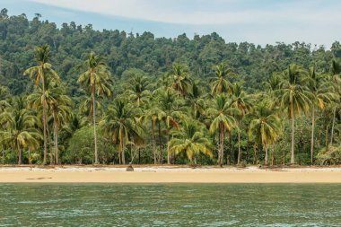 Kumlu sahil ve deniz dalgalarının güzel deniz manzarası. Yaz tatili. Tropik cennet. Palmiyeler, doğal renklere sahip tropikal manzaralar. Güneşli bir günde vahşi bir tropik plajın panoramik manzarası.