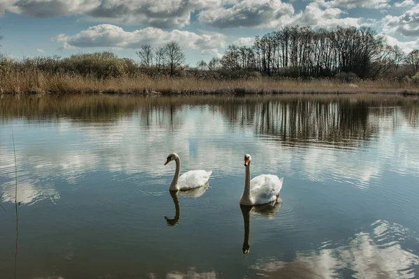 Два Белых Лебедя Воде Озере Купаются Красивые Дикие Лебеди Лебеди — стоковое фото