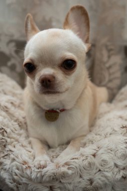 Chihuahua krem rengi her yerde. 