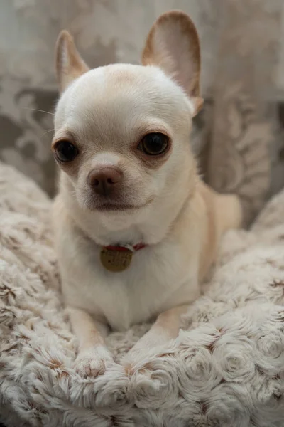 Chihuahuaクリーム色どこでも — ストック写真