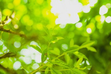 Toprak günü ve tazelik ortamı konsepti güneş ışığı ile güzellik yeşil yapraklar bahar ve yaz mevsimlerinde yumuşak odak ve bokeh arka plan ile