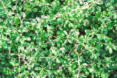 İlkbahar ve yaz mevsimi tropikal çiçek konseptiyle küçük yeşil yaprak arkaplanı fotokopi alanı ile dekore eder