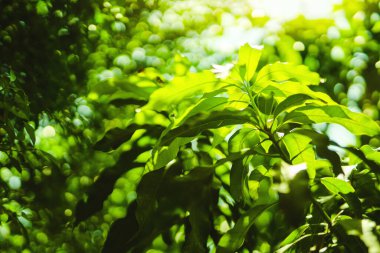 Toprak günü ve tazelik ortamı konsepti güneş ışığı ile güzellik yeşil yapraklar bahar ve yaz mevsimlerinde yumuşak odak ve bokeh arka plan ile