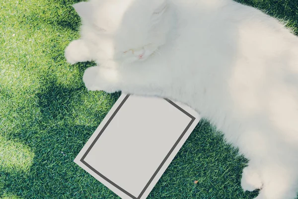 Beyaz Ran Kedisi Yeşil Çimlerin Üzerinde Çocuk Parkında Yumuşak Odaklanma — Stok fotoğraf