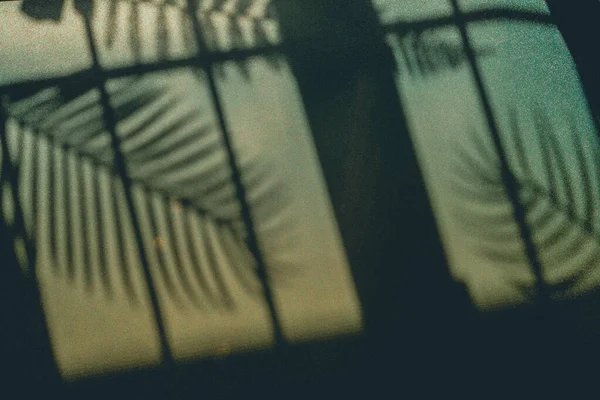 Αφηρημένη Θαμπάδα Σκιά Και Σιλουέτα Φοίνικα Κλασικό Μπλε Φόντο Κατά — Φωτογραφία Αρχείου