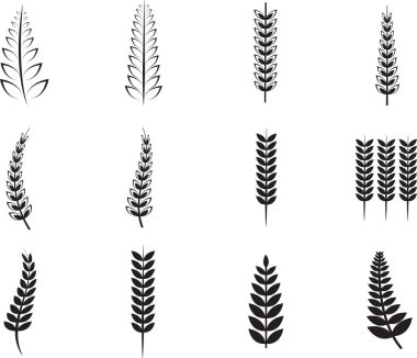 spikelets ve buğday taneleri 