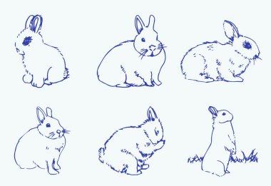 tavşan çizimleri kümesi