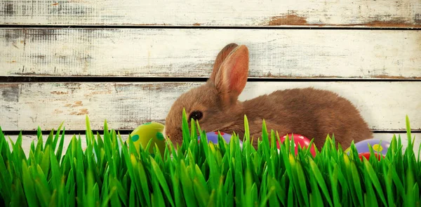 Grama crescendo ao ar livre e coelho — Fotografia de Stock
