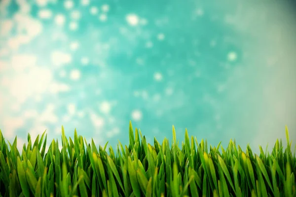Gras wächst gegen Lichtdesign — Stockfoto