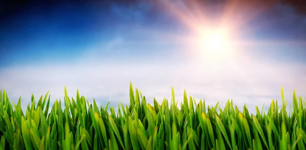 Трава растет против облаков под голубым небом — стоковое фото