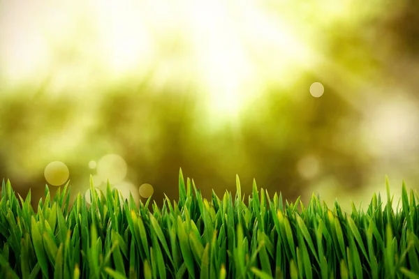 Gras wächst gegen Feld mit glühendem Himmel — Stockfoto