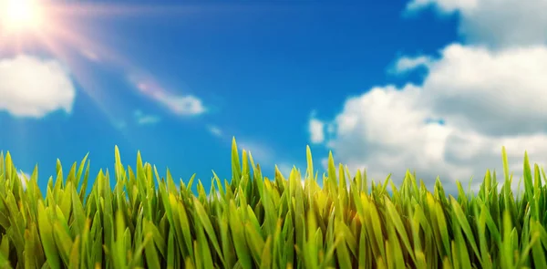 Gras gegen malerischen Blick auf blauen Himmel — Stockfoto