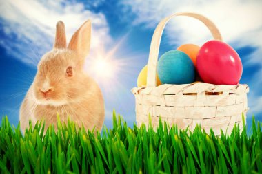 Açık havada büyüyen ve bunny çimen