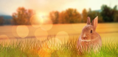 Paskalya tavşanı meralar görünümünü karşı