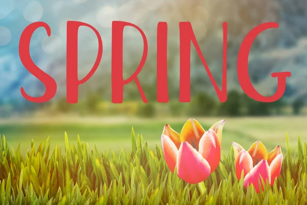 Easter greeting against of green field — Stock Photo, Image