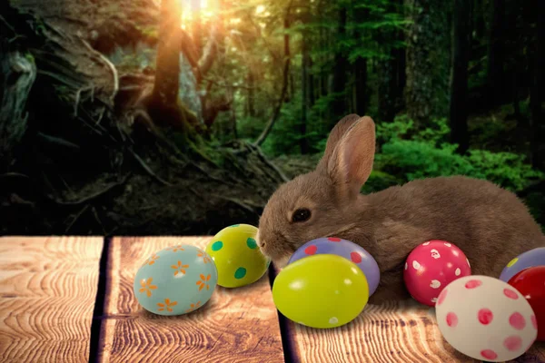 Barna bunny a színes húsvéti tojás — Stock Fotó