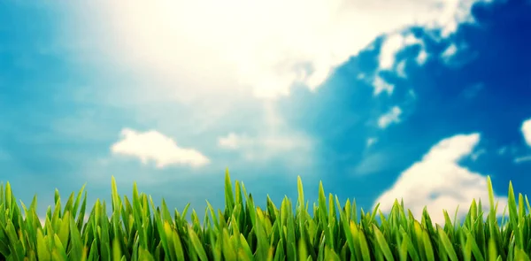 Açık havada büyüyen çimen — Stok fotoğraf