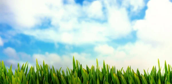 Трава растет на открытом воздухе — стоковое фото