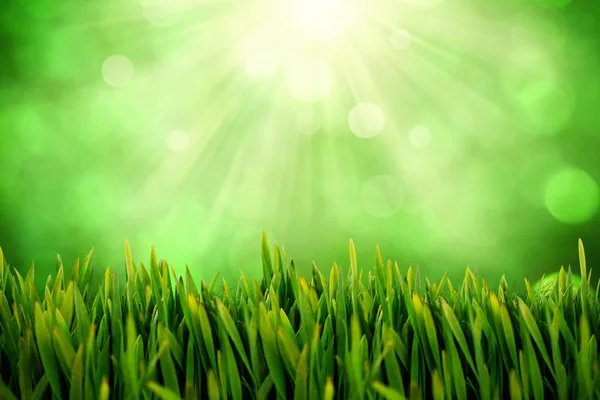 Gras gegen Feld gegen glimmende Lichter — Stockfoto